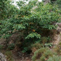 Photo de France - La randonnée des Gorges d'Héric